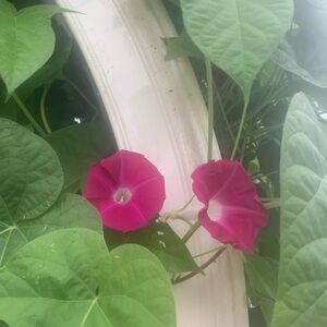 Pink Morning Glory Seeds